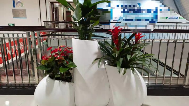 苗木种植技术：反季节移栽风险规避与成功关键
