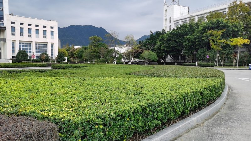 苗木病虫害防治报价单：精准预算，保障绿化品质